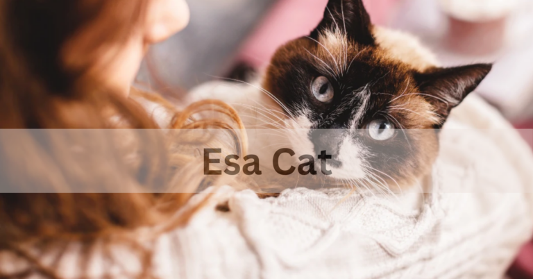 Esa Cat – A Comprehensive Overview In 2024