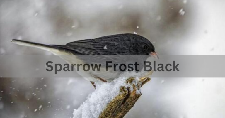 Sparrow Frost Black – A Story of Nature’s Strength and Splendor!